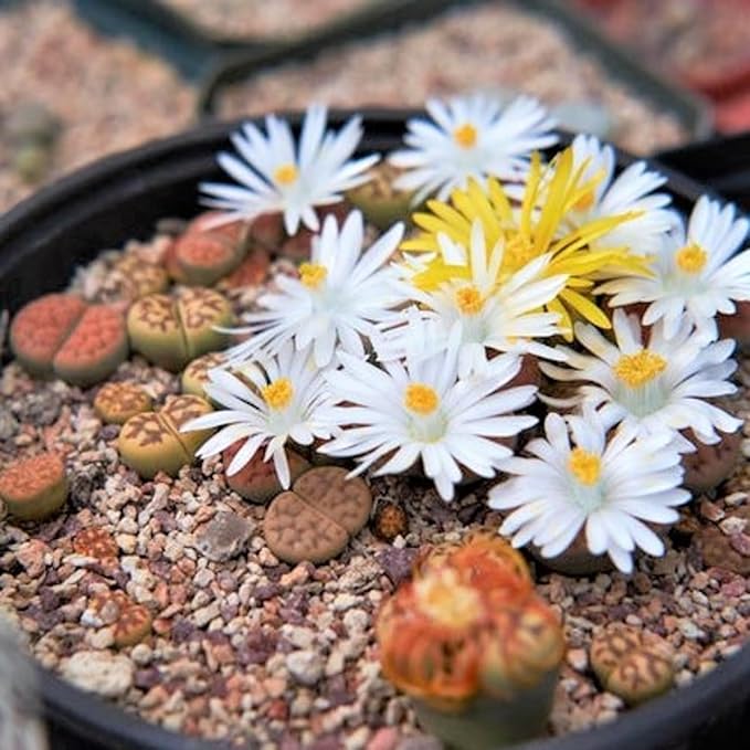 Fragrant Cactus Flower Mix Seeds for Planting Exotic Garden