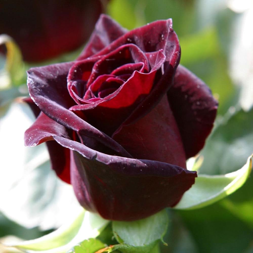 Schwarz Baccara Hybrid Rose Flower Seeds for Planting in home garden beds