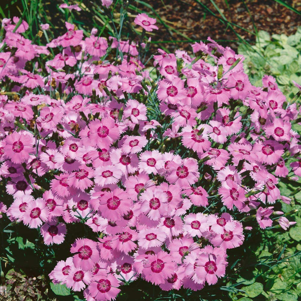 Dianthus Alwood Pink Seeds ( , Beautiful and Hardy Flowers)