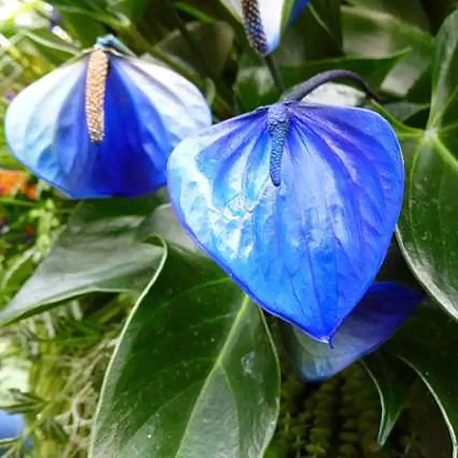 Blue Anthurium Planting Seeds for Garden - Heirloom and Non-GMO Seeds Dhara Seeds