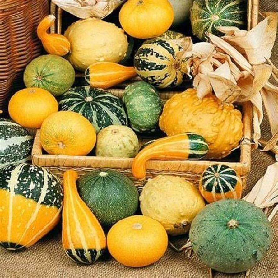 Large and Small Mix Gourd Seeds Heirloom Non-GMO High Germination Organic Garden Seeds