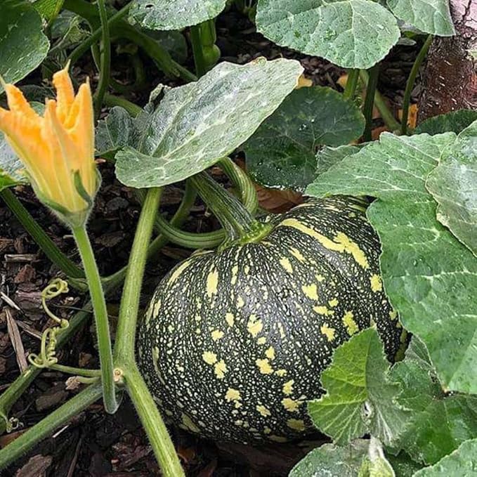 Rican Pumpkin Cucurbita spp Plant Seeds for Planting in Garden
