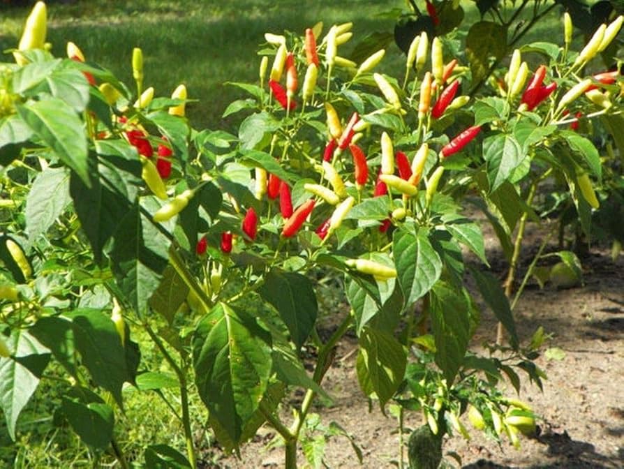 Pepper Capsicum annuum Verändertem Fisch rare vegetable seeds for planting in kitchen garden or greenhouse pots