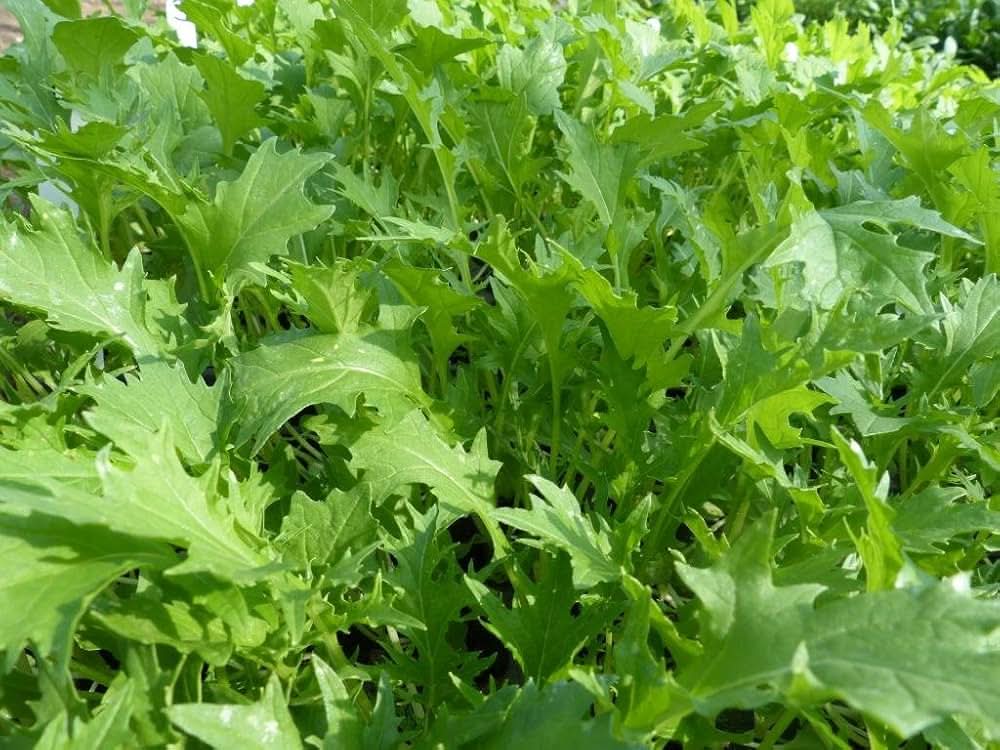 Mizuna Green Mizuna Plant Seeds