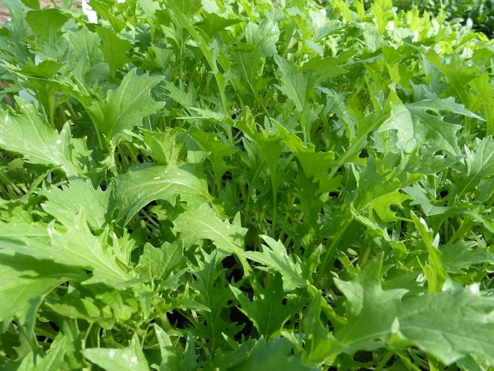 Mustard Brassica Rapa Mizuna Leafy Vegetable Seeds for Planting – Fast-Growing Greens for Stir-Fry and Raised Beds