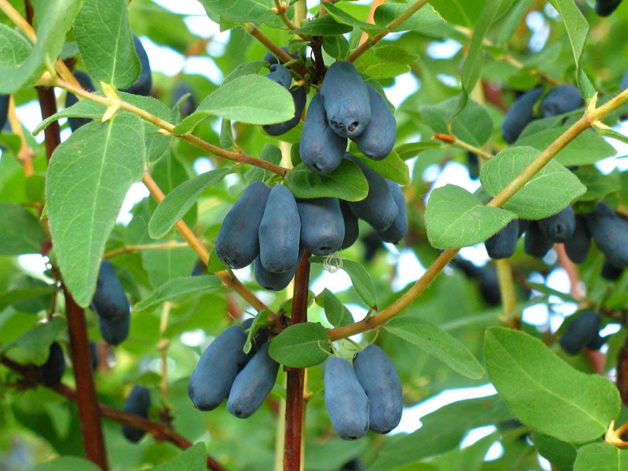 Lonicera Blue Velvet Honeyberry Seeds