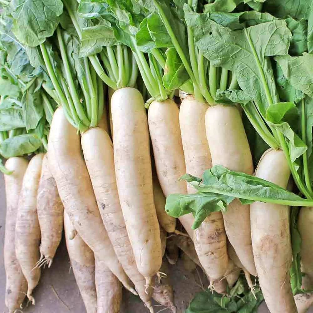 Daikon Radish Raphanus sativus vegetable seeds for planting in kitchen garden and raised beds