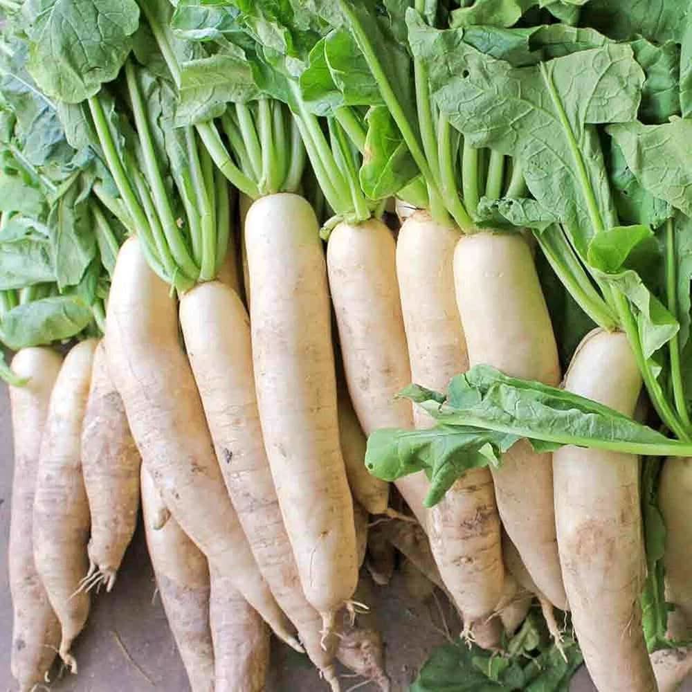 Daikon Radish White Radish Plant Seeds