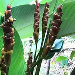 Brown Calathea Lutea Seeds for Planting - Heirloom & Non-GMO Seeds Dhara Seeds