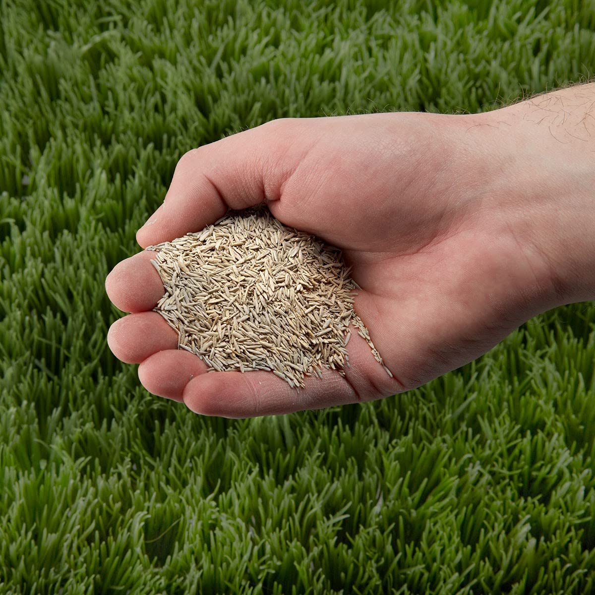 Bermuda Grass Far Cynodon Dactylon Seeds Pieces for Lawn
