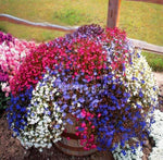 Blue Trailing Lobelia Cascade seeds creating cascading blue blooms ideal for hanging baskets and window boxes