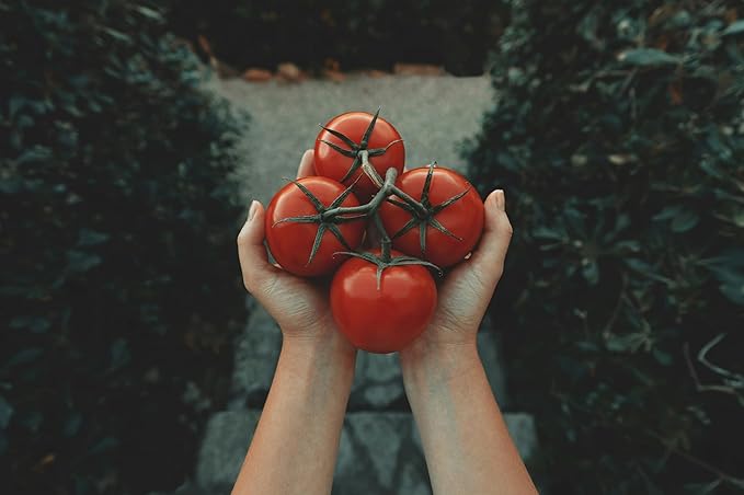 Tomato Mobile Solanum lycopersicum vegetable seeds for planting in vertical garden or containers