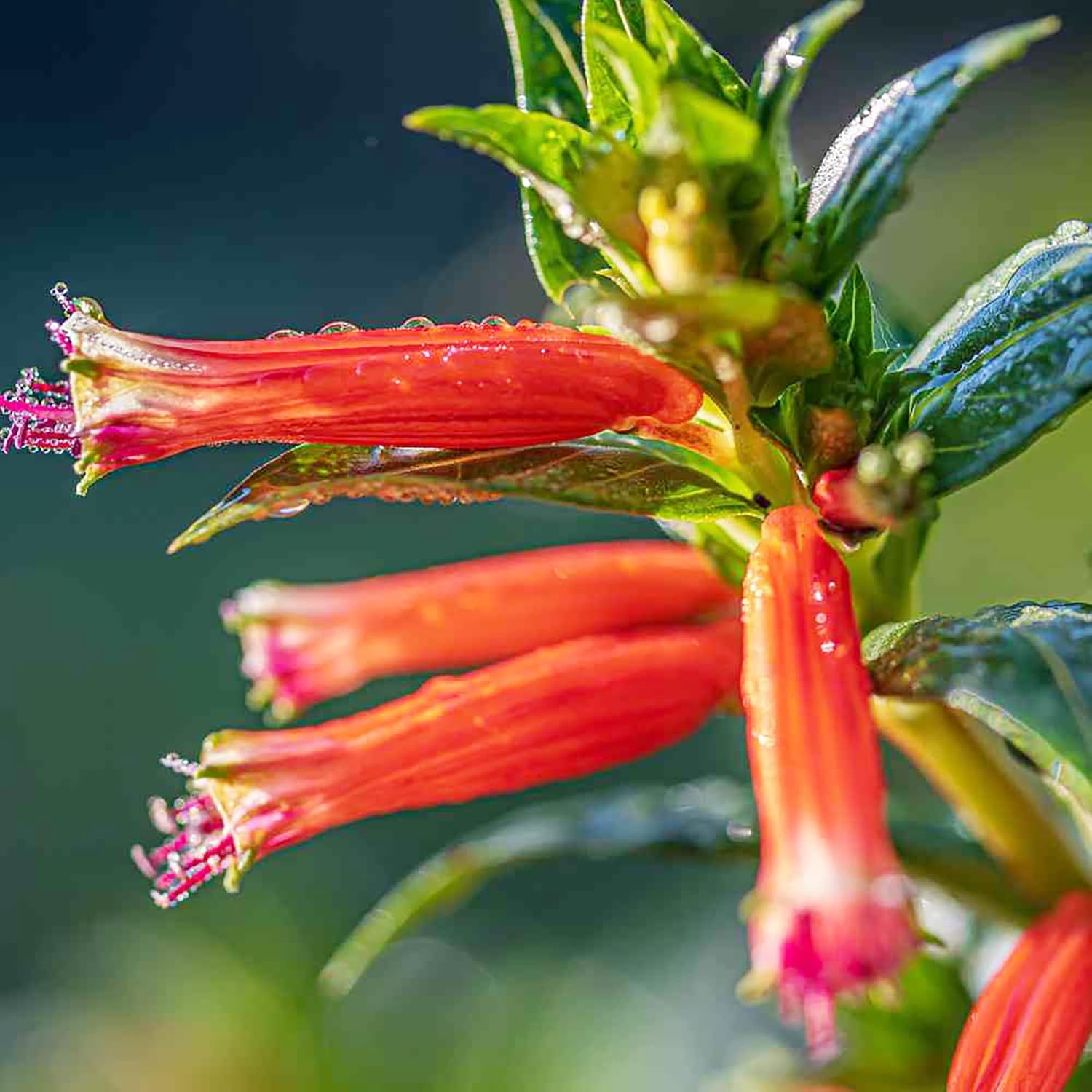 Cuphea Seeds - Cigar Plant, Firecracker Plant (Cuphea Ignea)