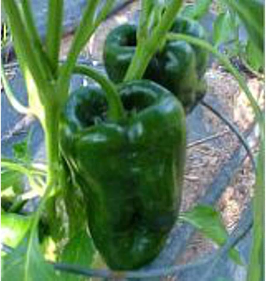Ancho Hot Pepper – Capsicum annuum – for planting in vegetable patch