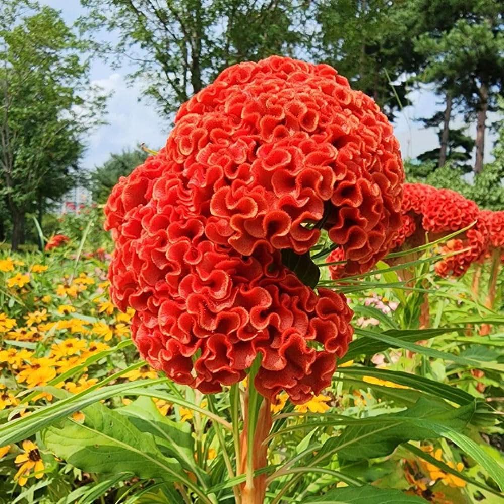 Celosia Giant Brain Crazy Colors Flowering Seeds For Planting