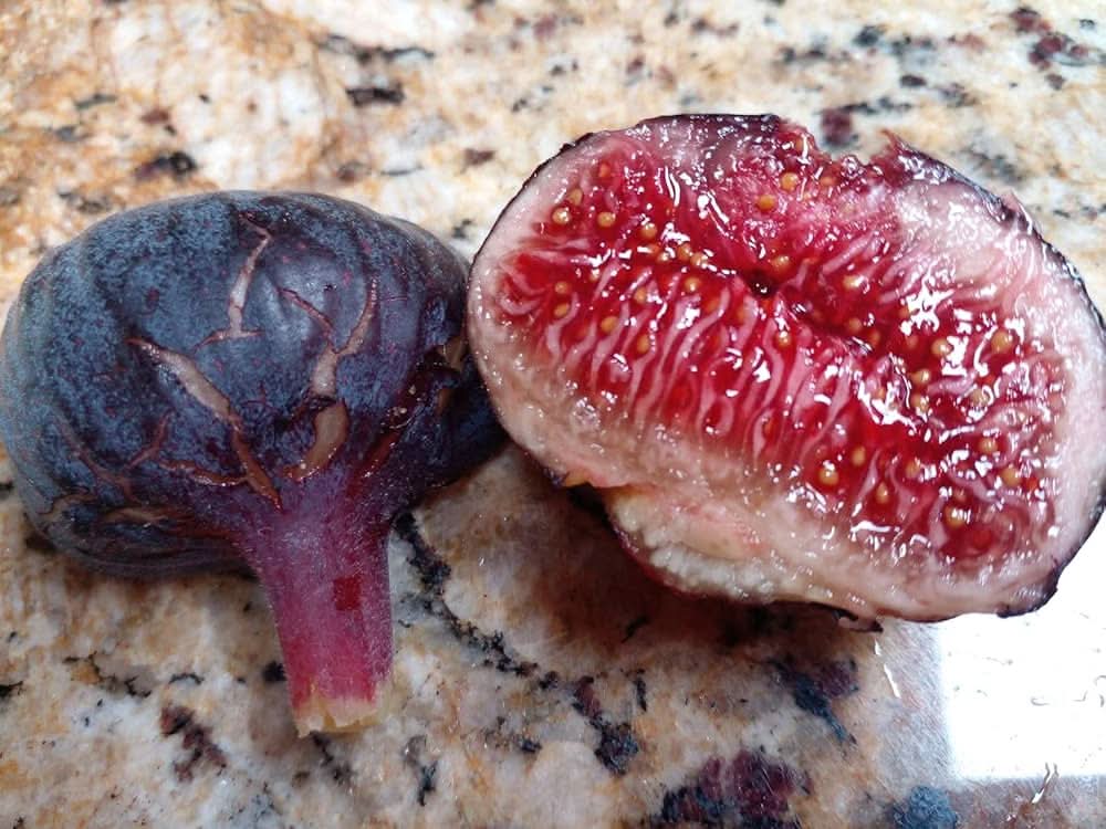 Cherry cordial fig Ficus carica seeds for fruit patch