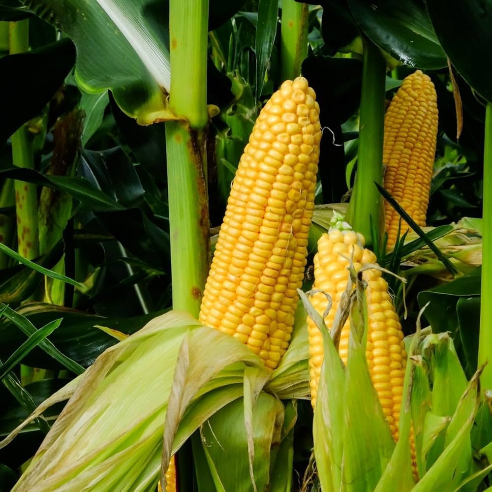 Mid Early Maturity, Hybrid Sweet Corn – Heirloom, Non-GMO, High Germination Organic Garden Seeds