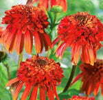 Echinacea Hot Papaya Fire Red Coneflower for garden planting