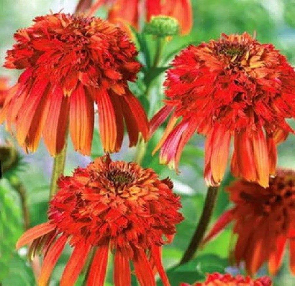 Echinacea Hot Papaya Fire Red Coneflower for garden planting