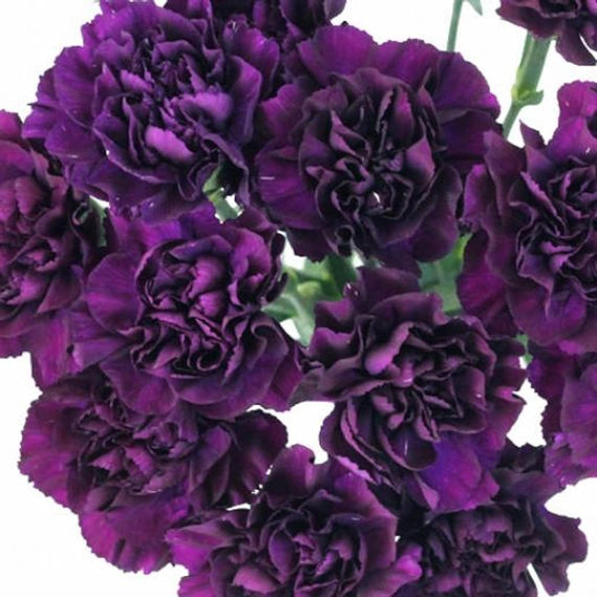 Deep Purple Carnation Seeds for Planting – Organic, Heirloom, Non-GMO Flower Seeds