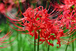 Lycoris Flower Seeds for Planting NON GMO Seeds Dhara Seeds