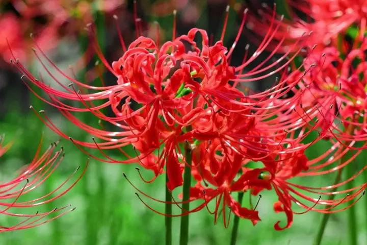 Lycoris Flower Seeds for Planting NON GMO Seeds Dhara Seeds