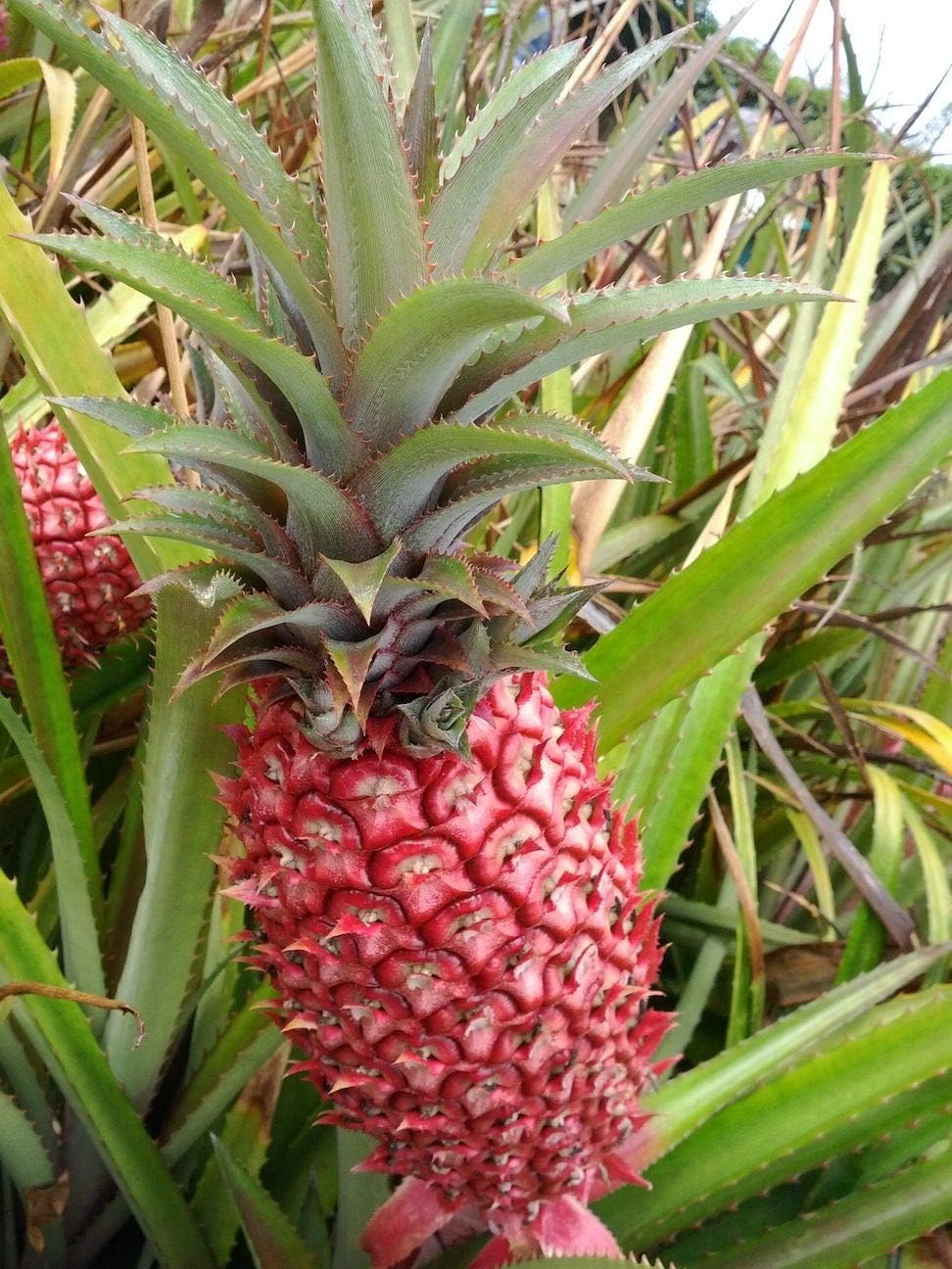 RED PINEAPPLE FRUIT PLANT HYBRID Seeds