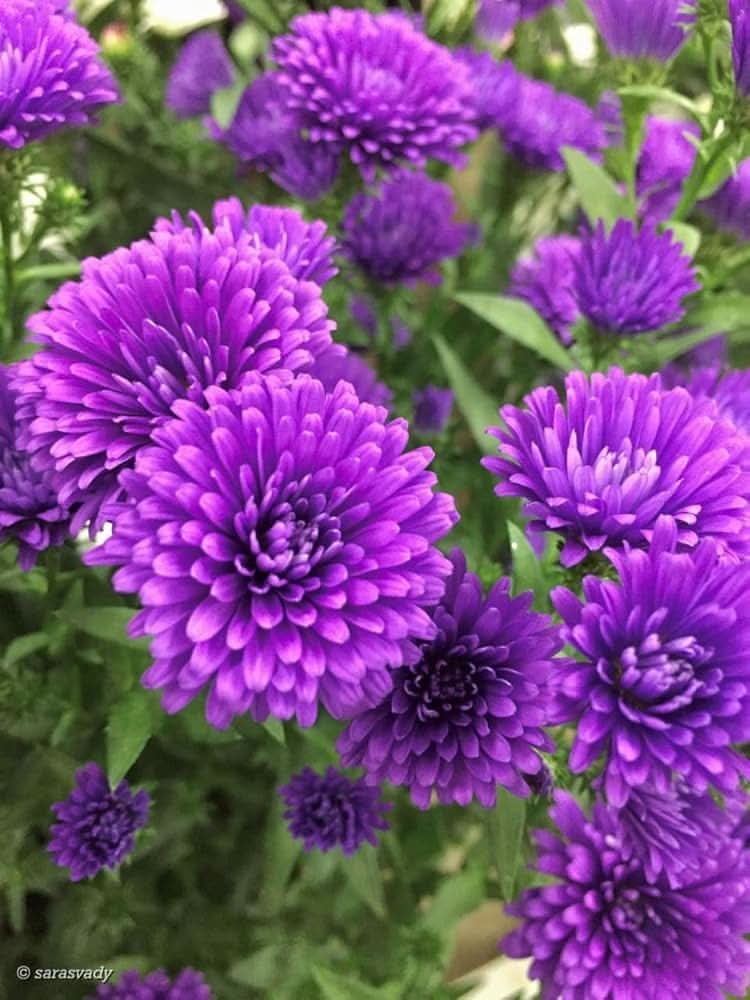 Aster Violet Rainbow Chrysanthemum Perennial  Flowering Seeds For Planting