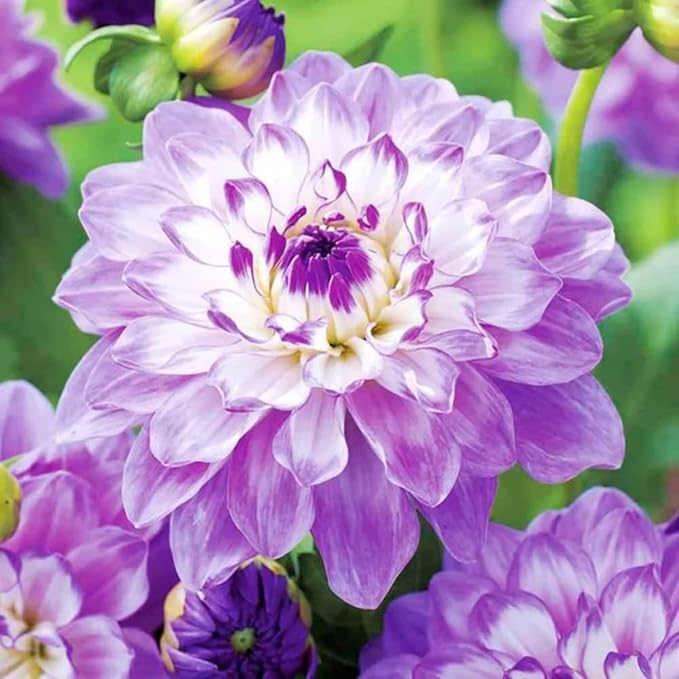 Dahlia Dahlia pinnata flower seeds for planting in backyard garden or seasonal flower beds