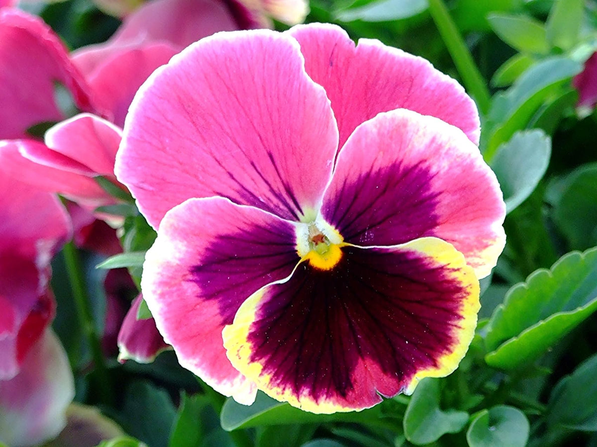 Pansy Rose Pink Seeds for Planting Home Garden Flower Beds Pots