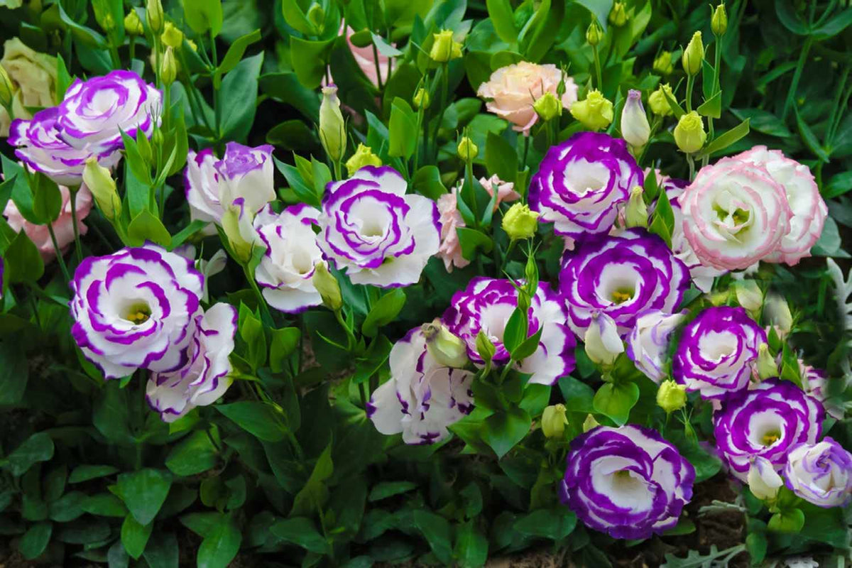 Eustoma Lisianthus Russellianus Rare Flower Seeds for Planting in backyard gardens
