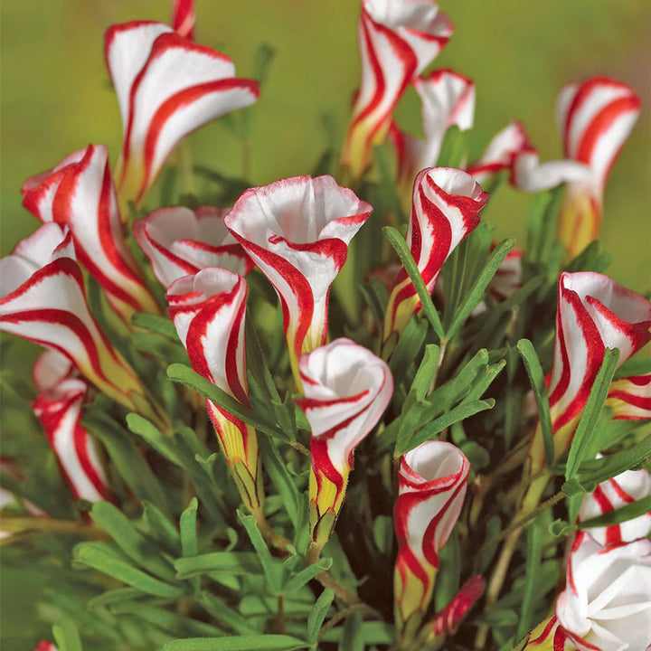 Oxalis Versicolor Orange Seeds – Heirloom, Non-GMO Flower Seeds for Planting Striking Blooms