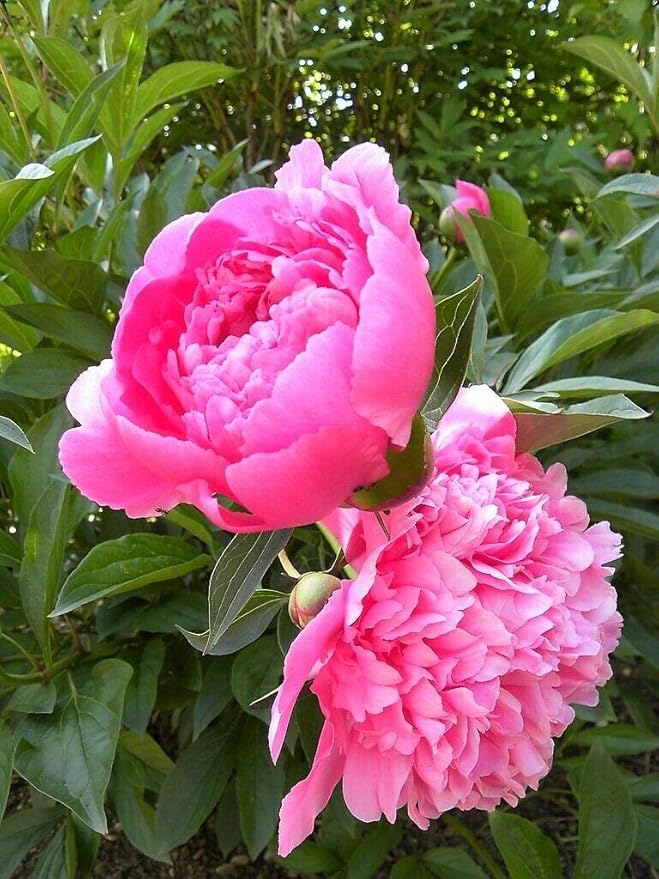 Chinese Peony Paeonia lactiflora Seeds for Planting in Flower Bed & Garden