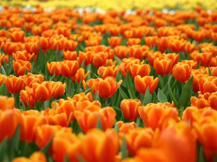 Orange Tulip Flower Seeds for Planting – Heirloom, Non-GMO, Vibrant Blooms Dhara Seeds
