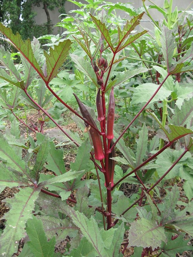Okra Abelmoschus esculentus vegetable seeds for planting in home garden or warm-season backyard plots