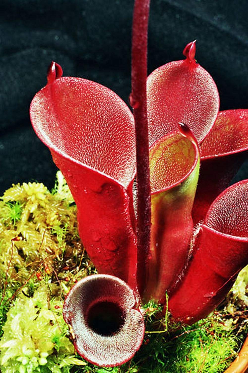Heirloom Non-GMO Red Heliamphora Pulchella Plant Seeds for Planting