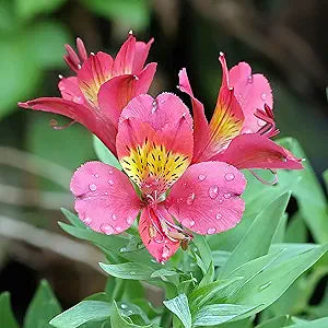 Peruvian Lily Alstroemeria spp. for planting in flower bed