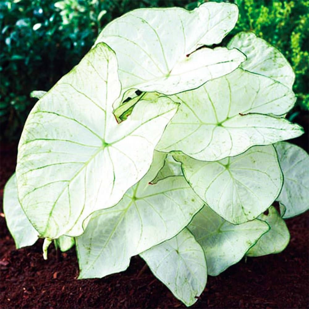 Caladium Bulbs - Florida Moonlight