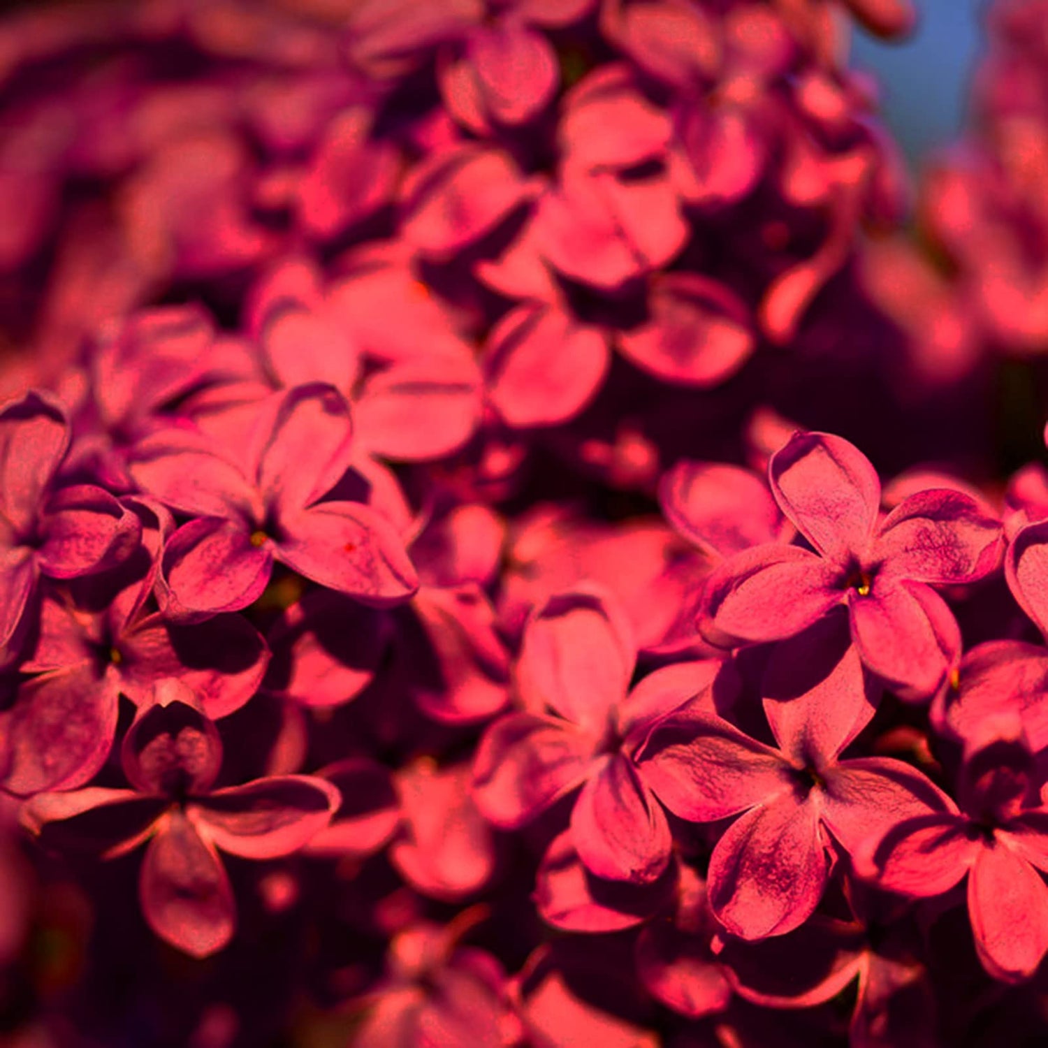 Red Lilac Seeds