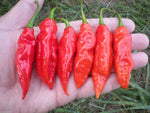 Datil pepper plant grown from seeds with yellow-orange, elongated hot peppers