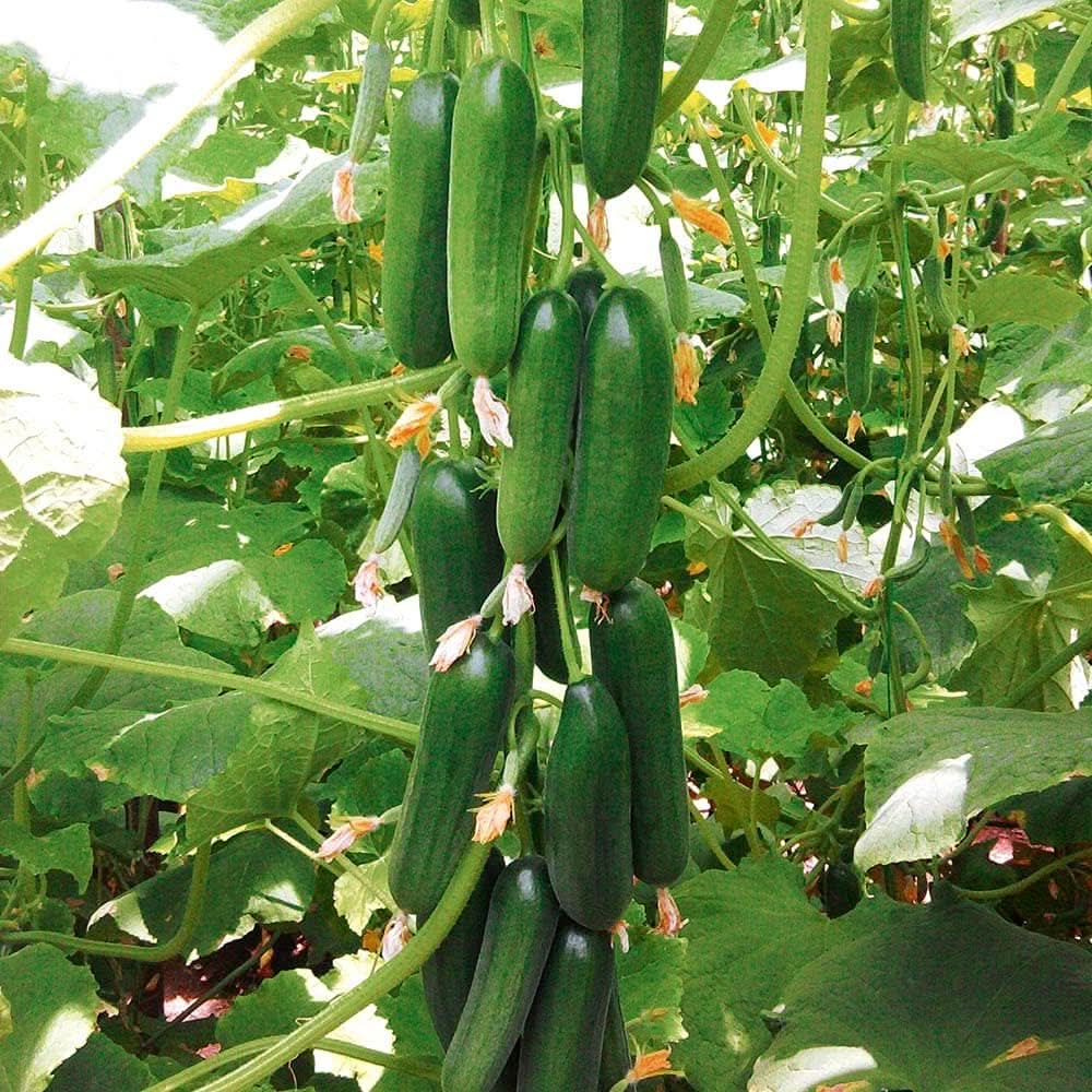 Cucumber Multi-Color Organic Vegetable Seeds for Home Garden