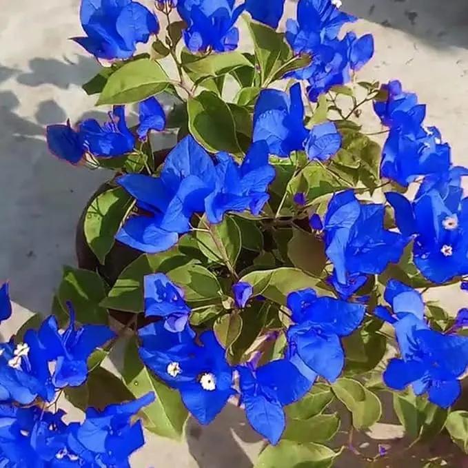 Organic Heirloom Non-GMO Blue Bougainvillea Seeds for Planting – Climbing Vine Flowers for planting in home garden