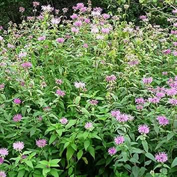 Green Plant Seeds for Planting