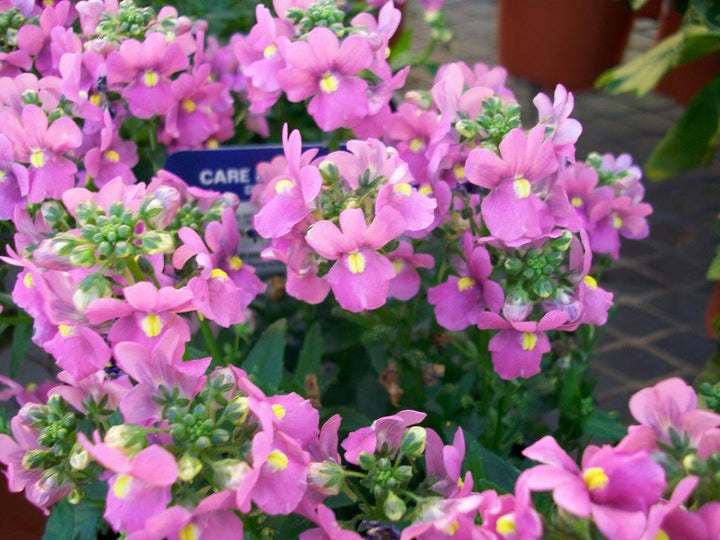 Nemesia Flower Seeds for Planting, Pink Poetry Blooms, 100 pcs