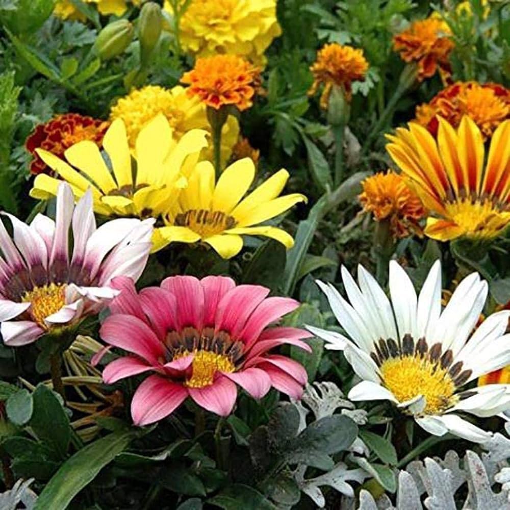 Chrysanthemum Gazania Gazania Rigens Flower Seeds for Planting in Ornamental Borders and Containers