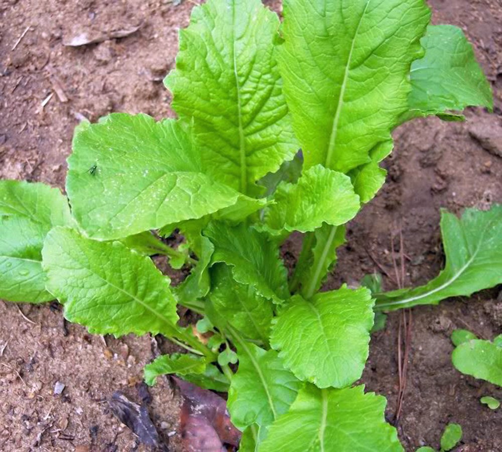 Seventop Turnip vegetable seeds for Planting - heirloom & Non-GMO Garden Seeds