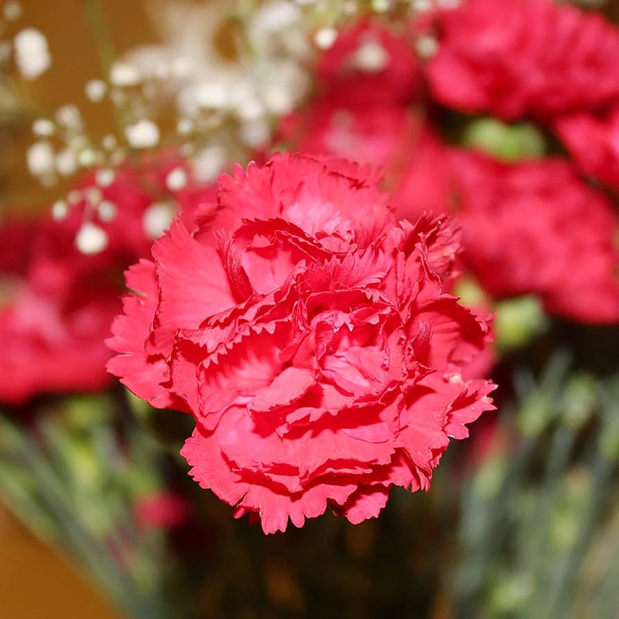 Dianthus Dianthus Caryophyllus Seeds for Planting