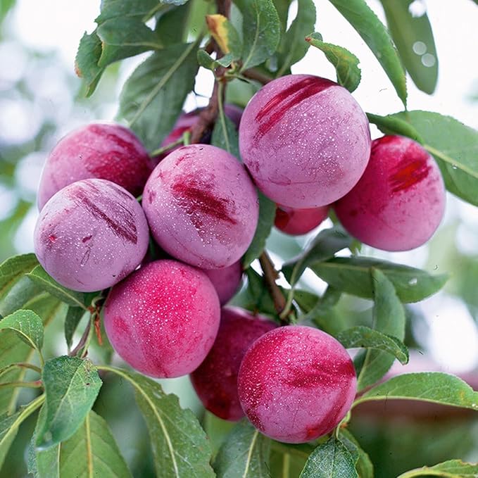 Beach Plum Prunus maritima Fruit Seeds for Planting in Coastal Garden