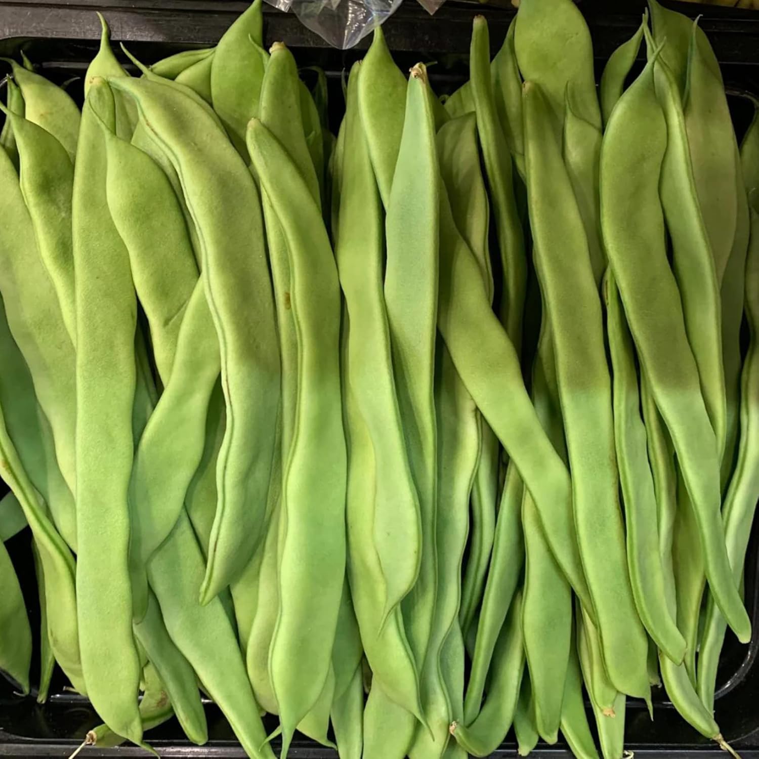 Romano Pole Bean Seeds