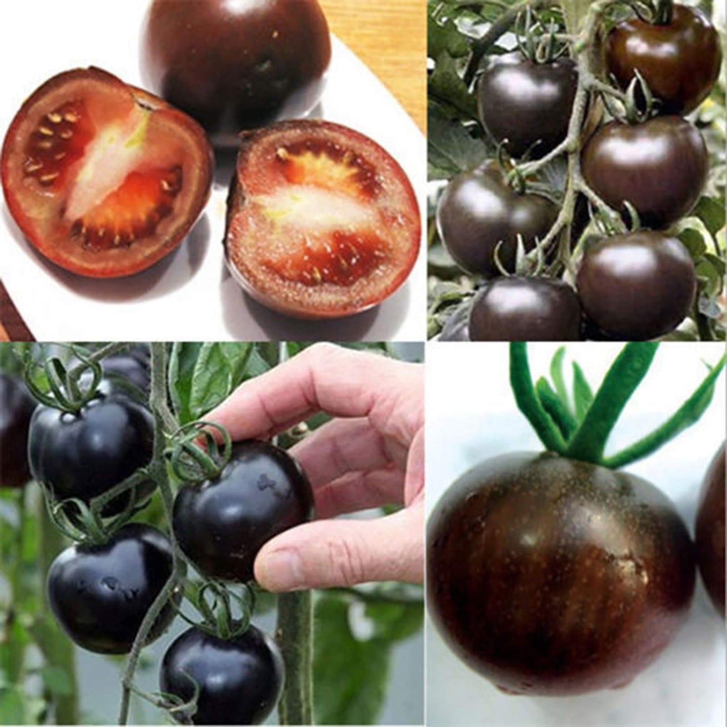Tomato Solanum Lycopersicum Black Pearl Vegetable Seeds for Planting – Ideal for Kitchen Garden and Patio Pots